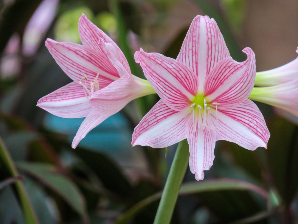 Amarilis (Kelas 1 Ibu)
