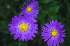 Aster & Kenanga (Kelas 2 Ibu)