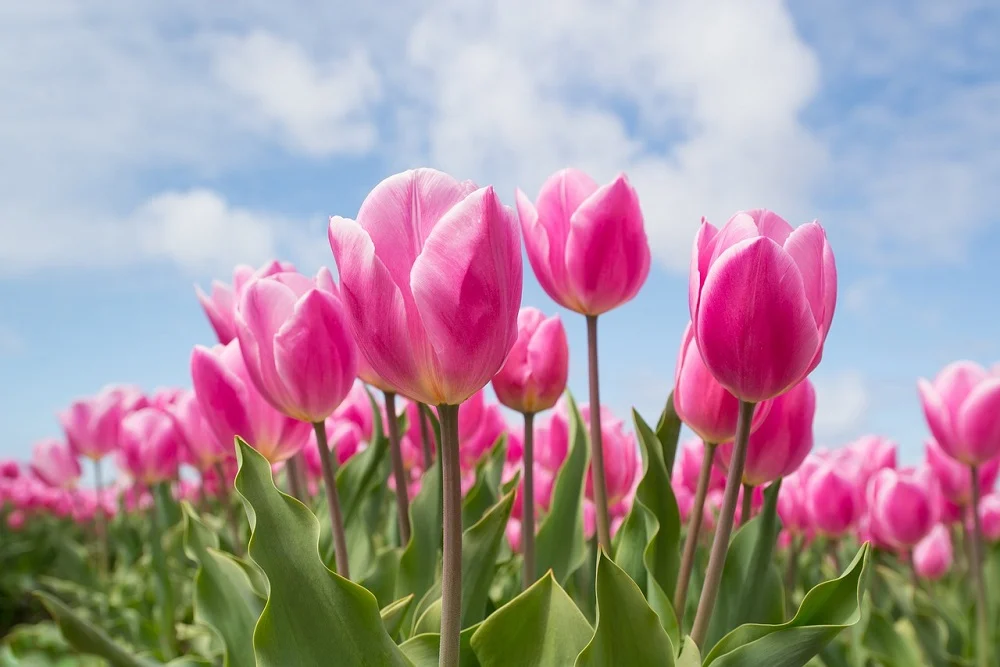 Tulip (VIP Ibu)